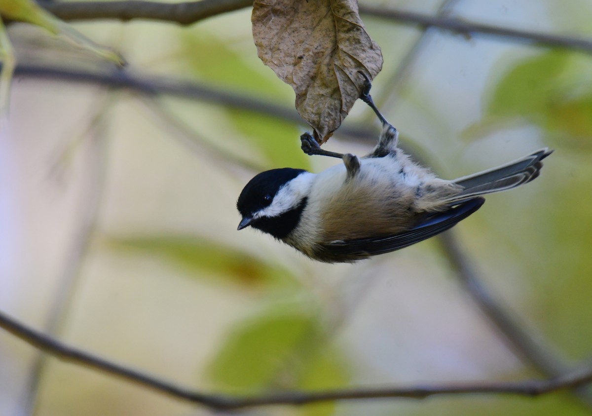 Black-capped Chickadee - ML650585580