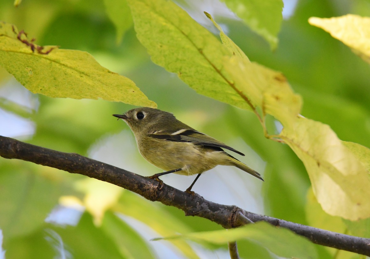 מלכילון אמריקני - ML650585590