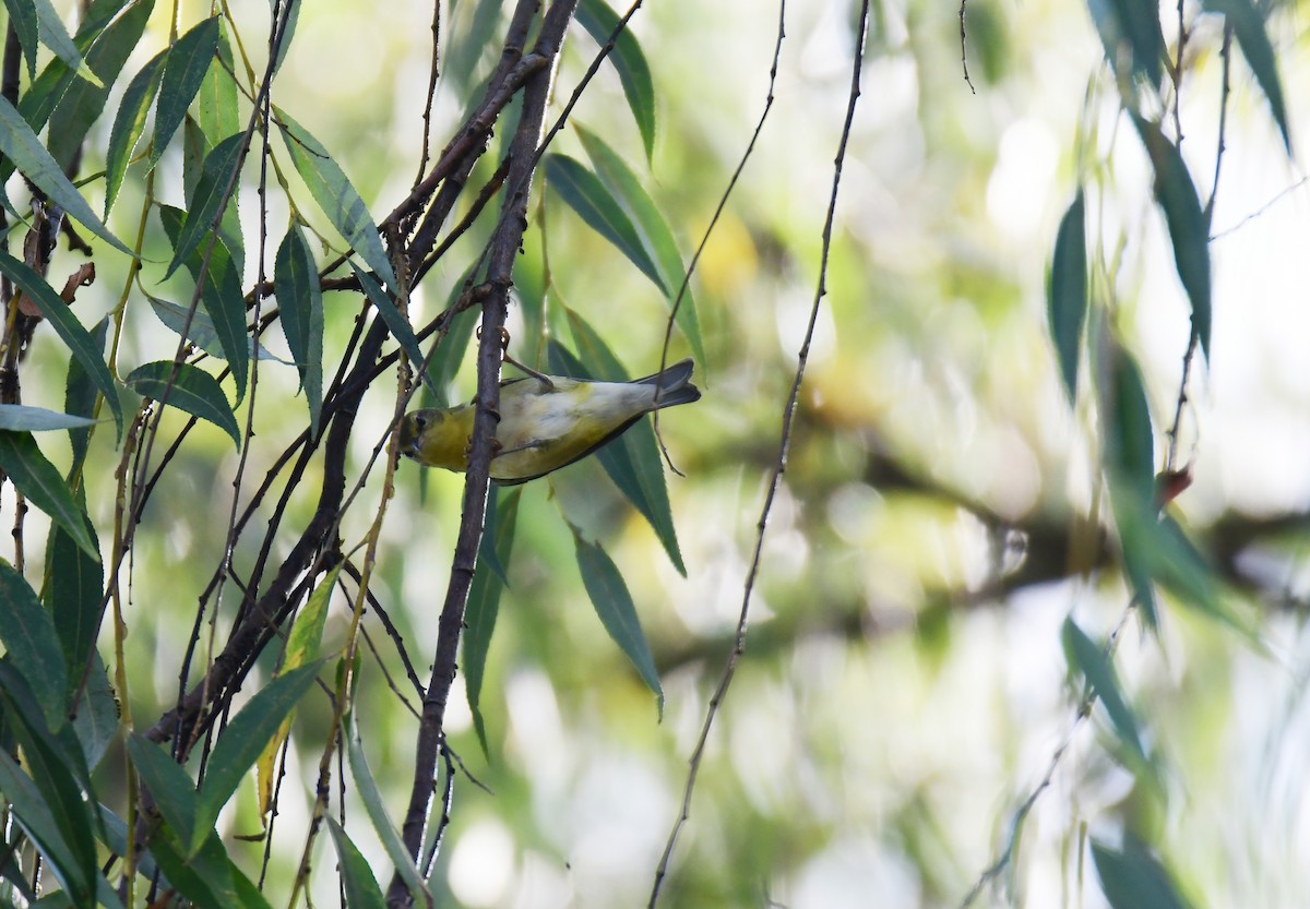 סבכון טנסי - ML650585603