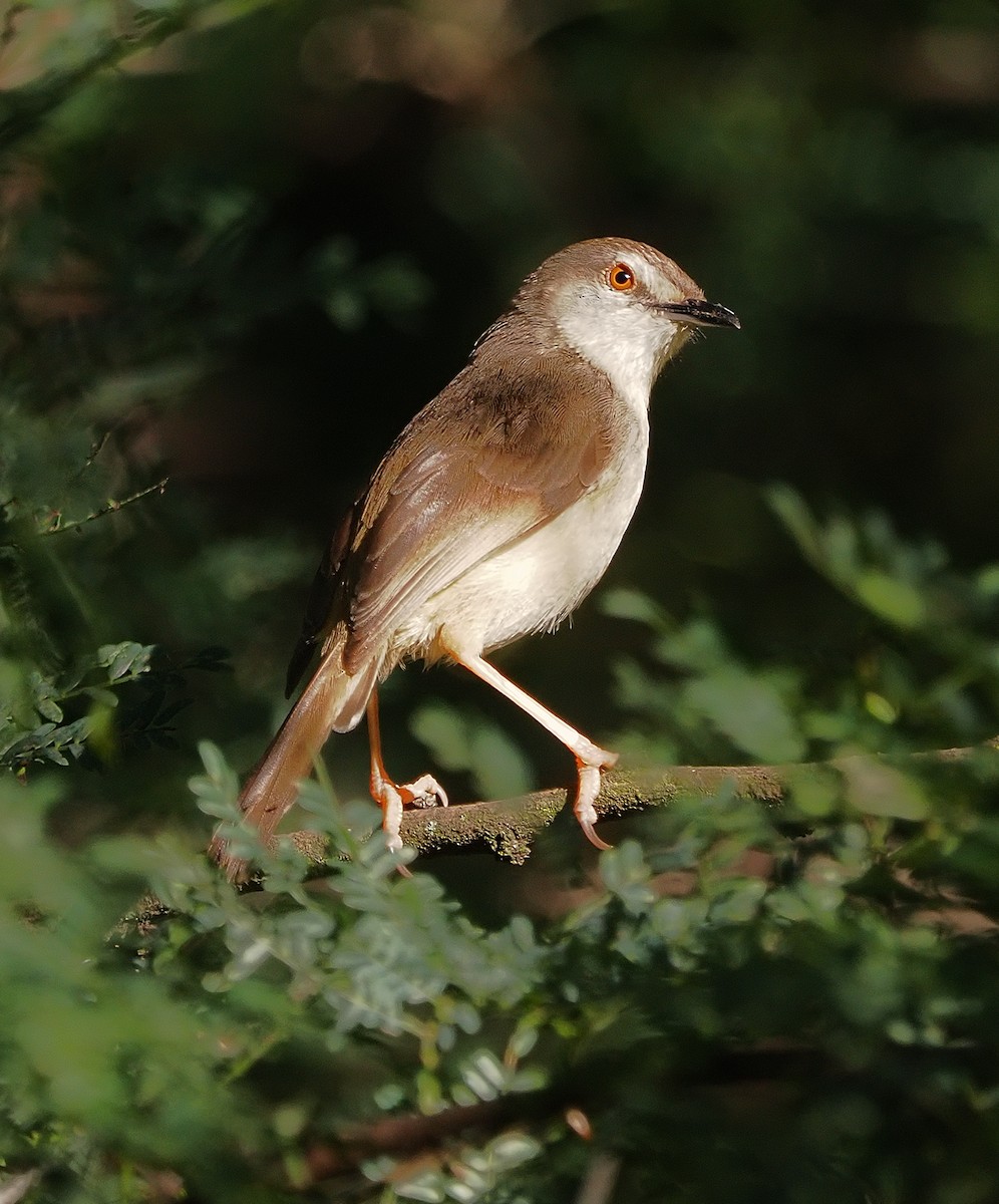 Tawny-flanked Prinia - ML650585608