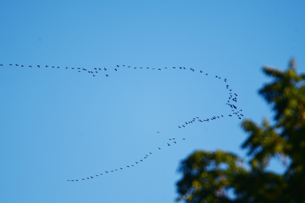 קורמורן אמריקני - ML650585624
