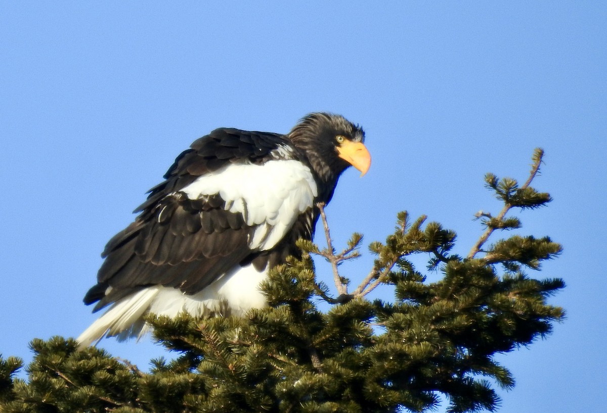 オオワシ - ML650585704