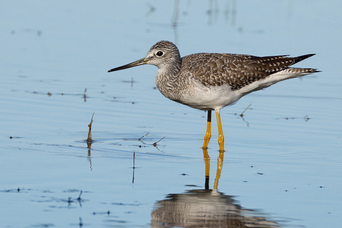 Greater Yellowlegs - ML650585749
