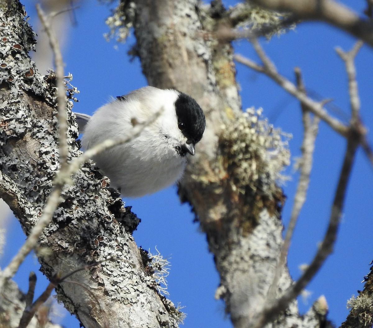 ハシブトガラ - ML650585773
