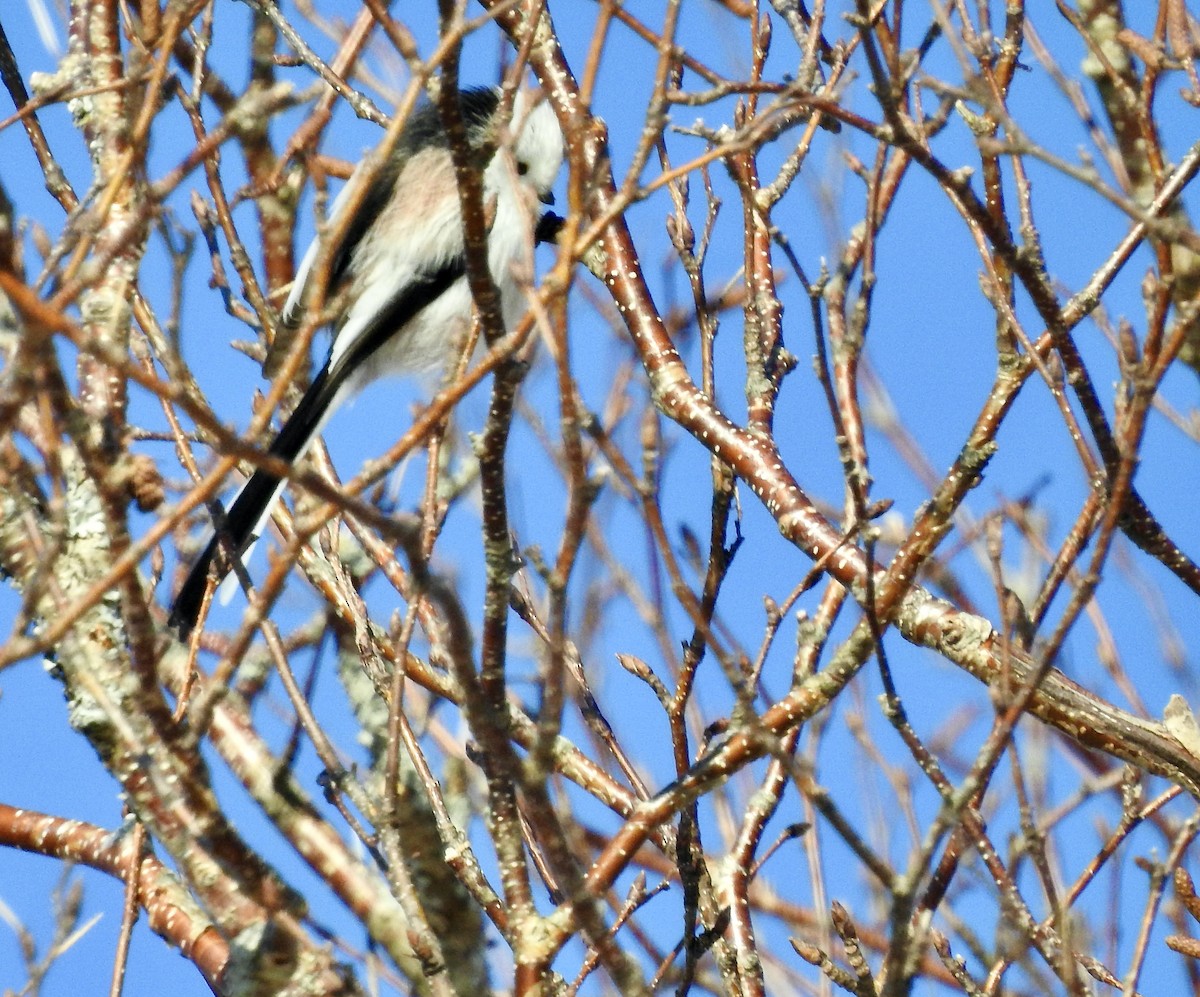 エナガ - ML650585786