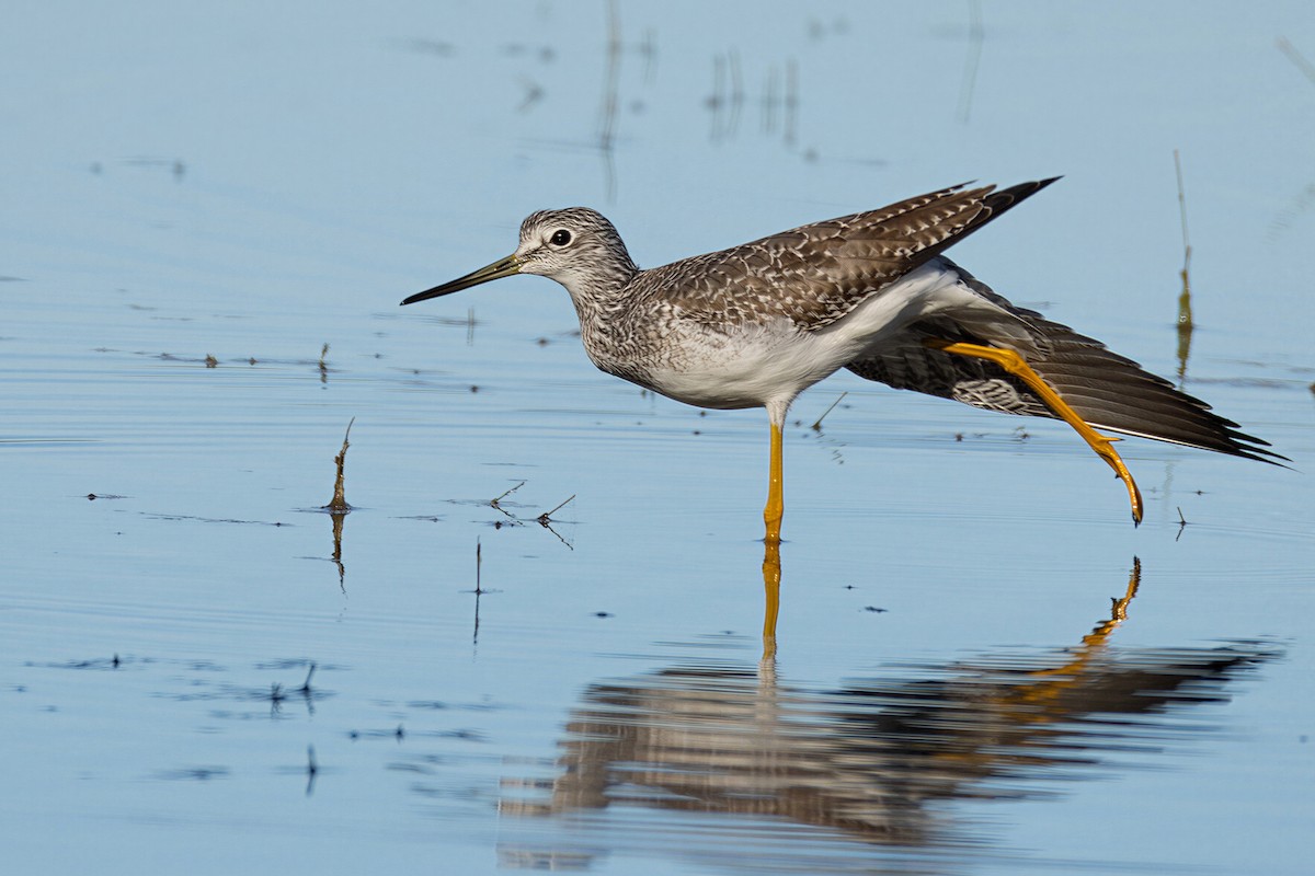 Greater Yellowlegs - ML650585856
