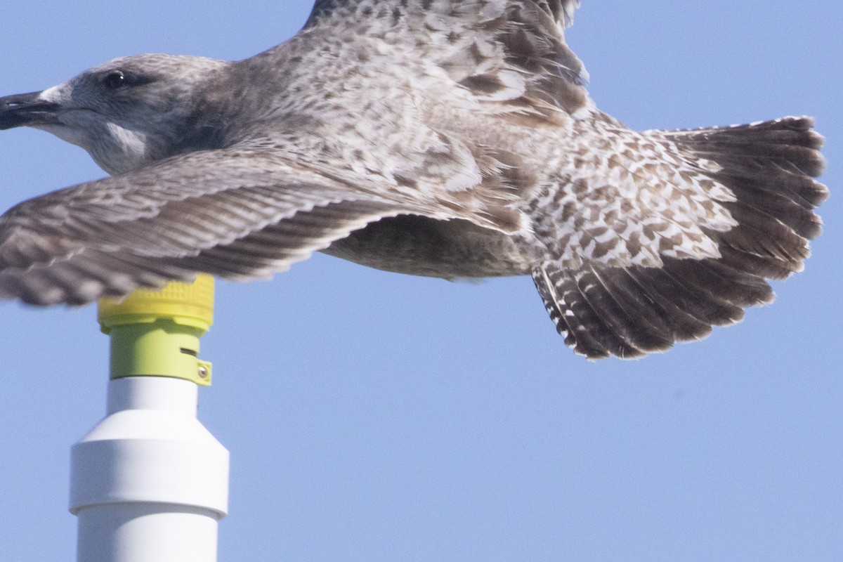 Kara Sırtlı Martı - ML650585891