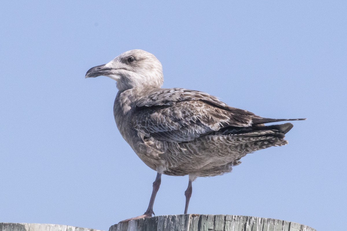 Kara Sırtlı Martı - ML650585911