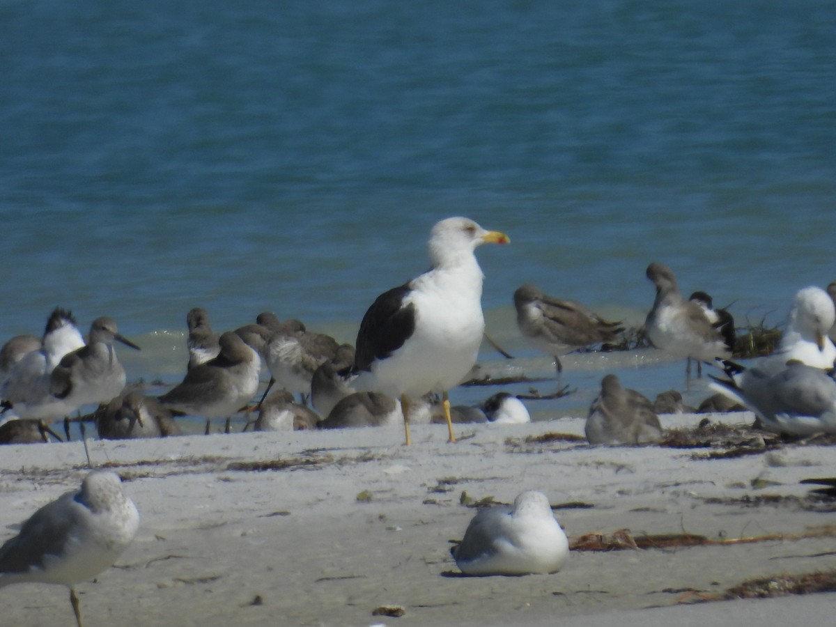 Kara Sırtlı Martı - ML650585936