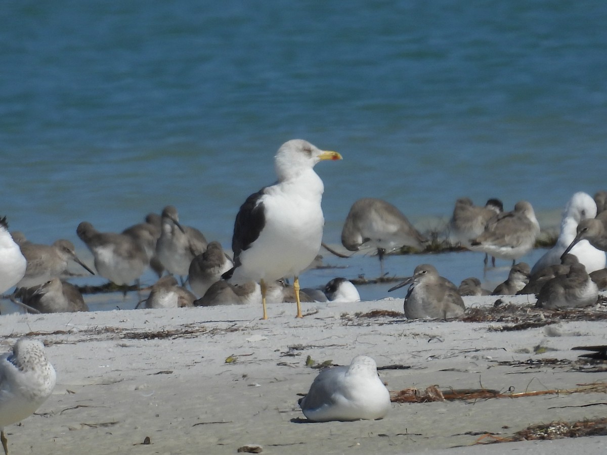 Kara Sırtlı Martı - ML650585937