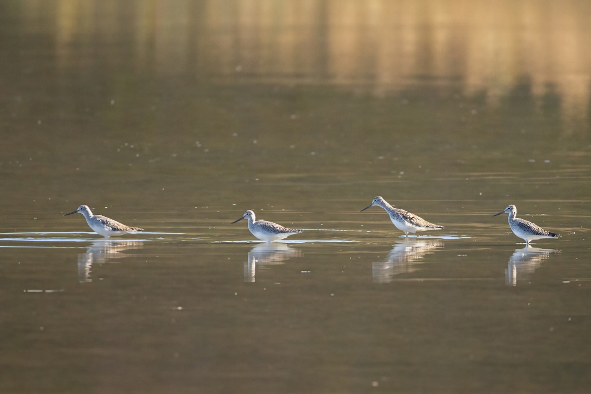 Greater Yellowlegs - ML650586244
