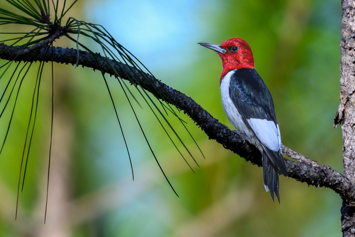 Rotkopfspecht - ML650586777