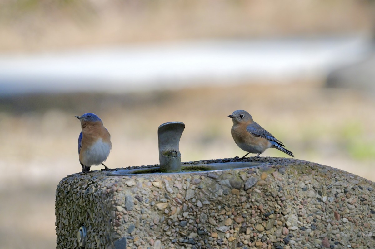 Eastern Bluebird - ML650587002
