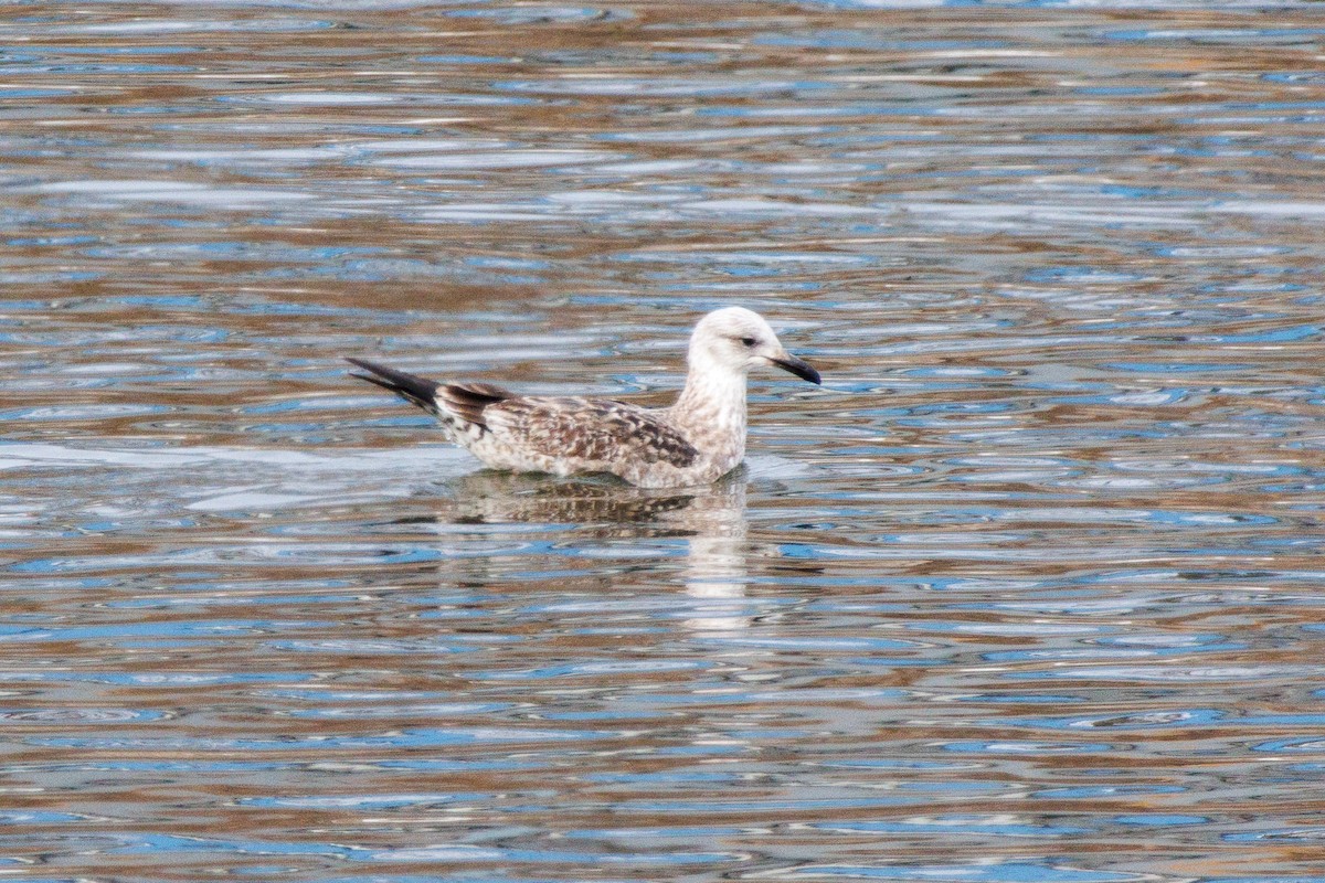 Kara Sırtlı Martı - ML650587021