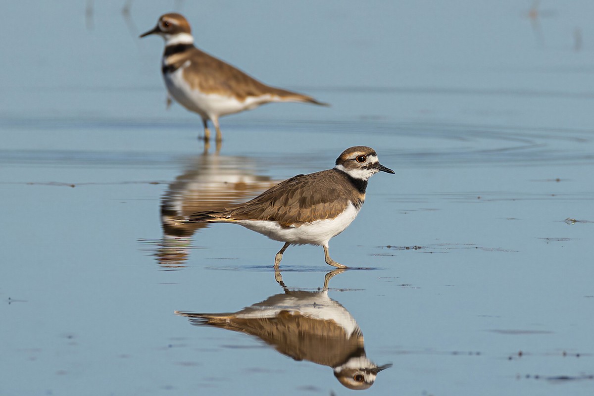 Killdeer - ML650587075