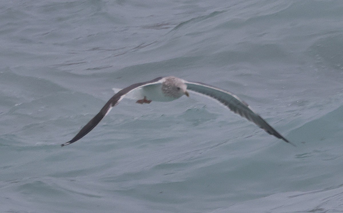 Kara Sırtlı Martı - ML650587188