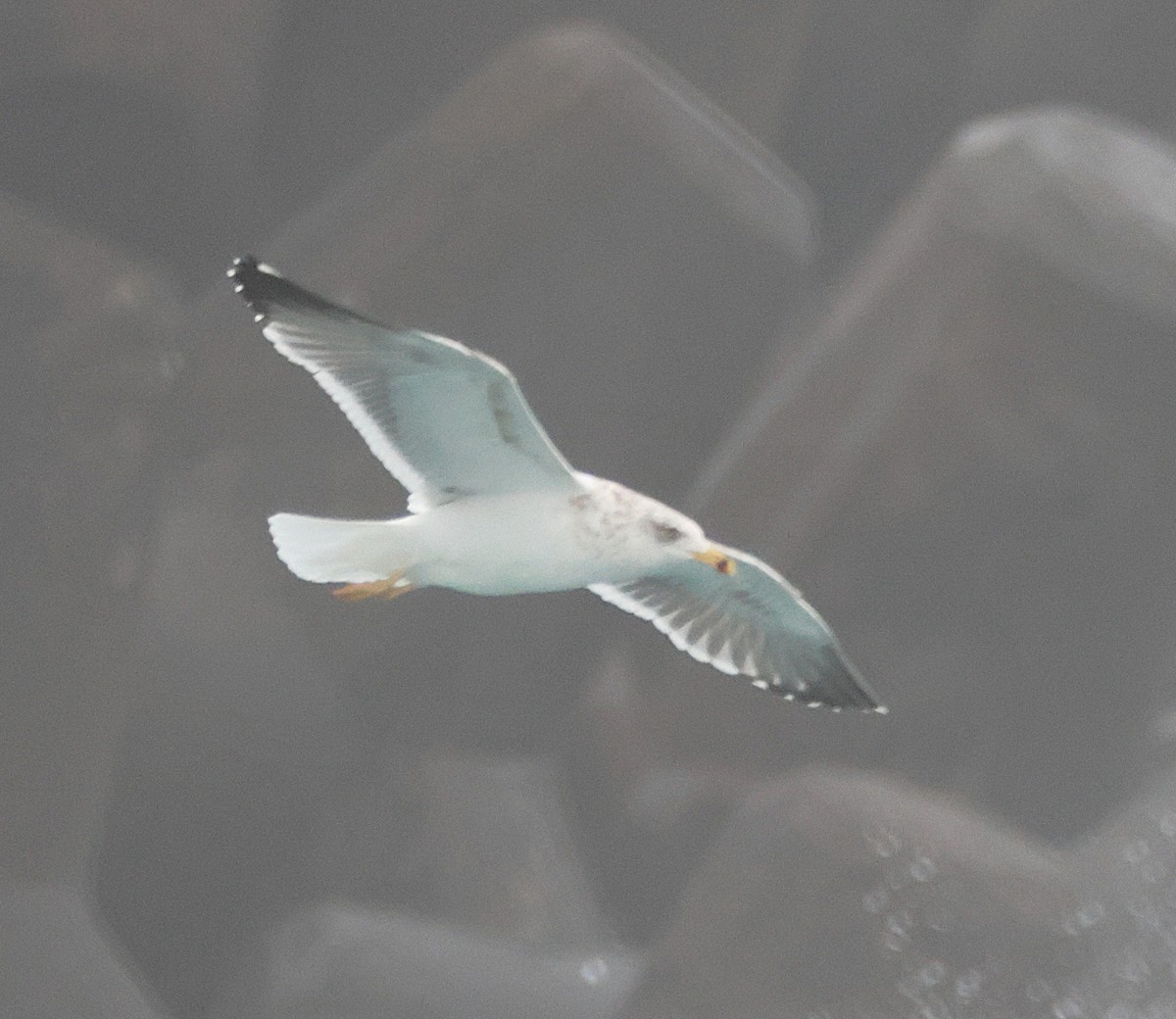 Kara Sırtlı Martı - ML650587189