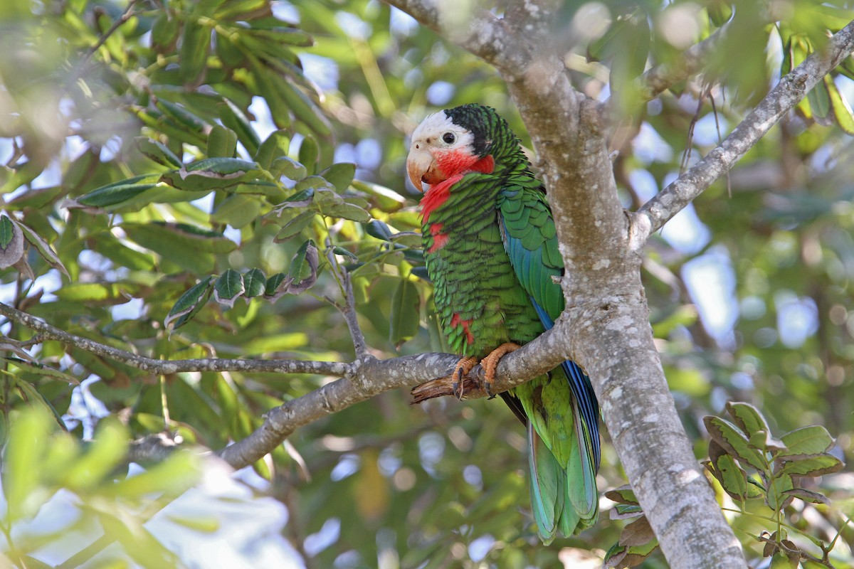 Küba Amazonu - ML65058731