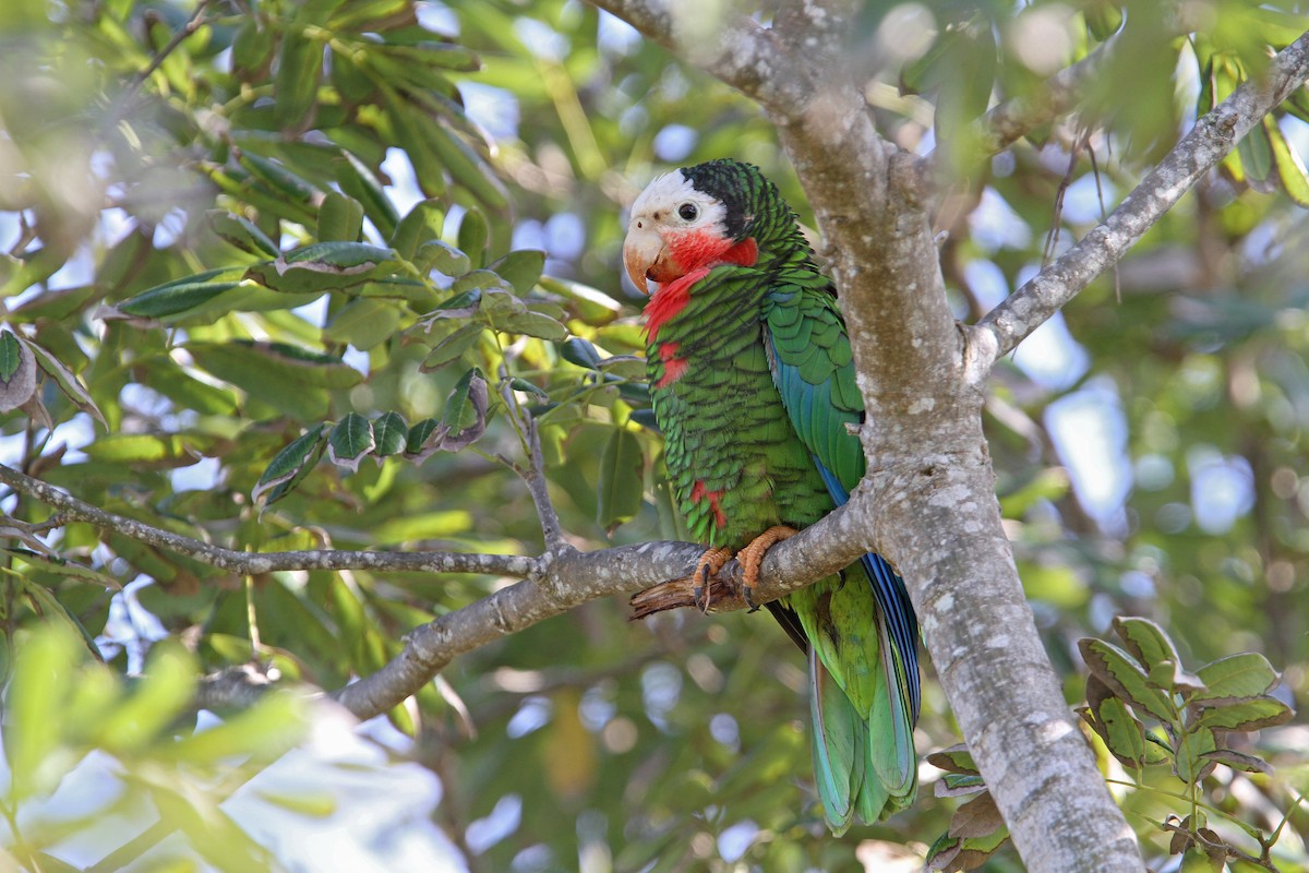 Cuban Amazon - ML65058731