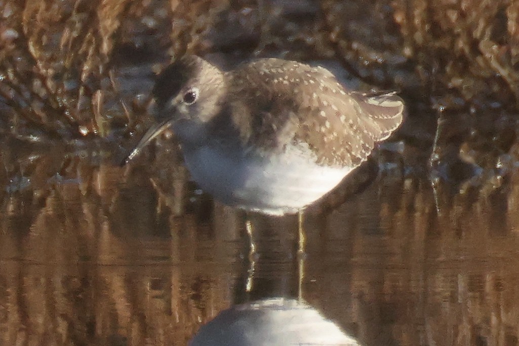 Einsiedelwasserläufer - ML650587530