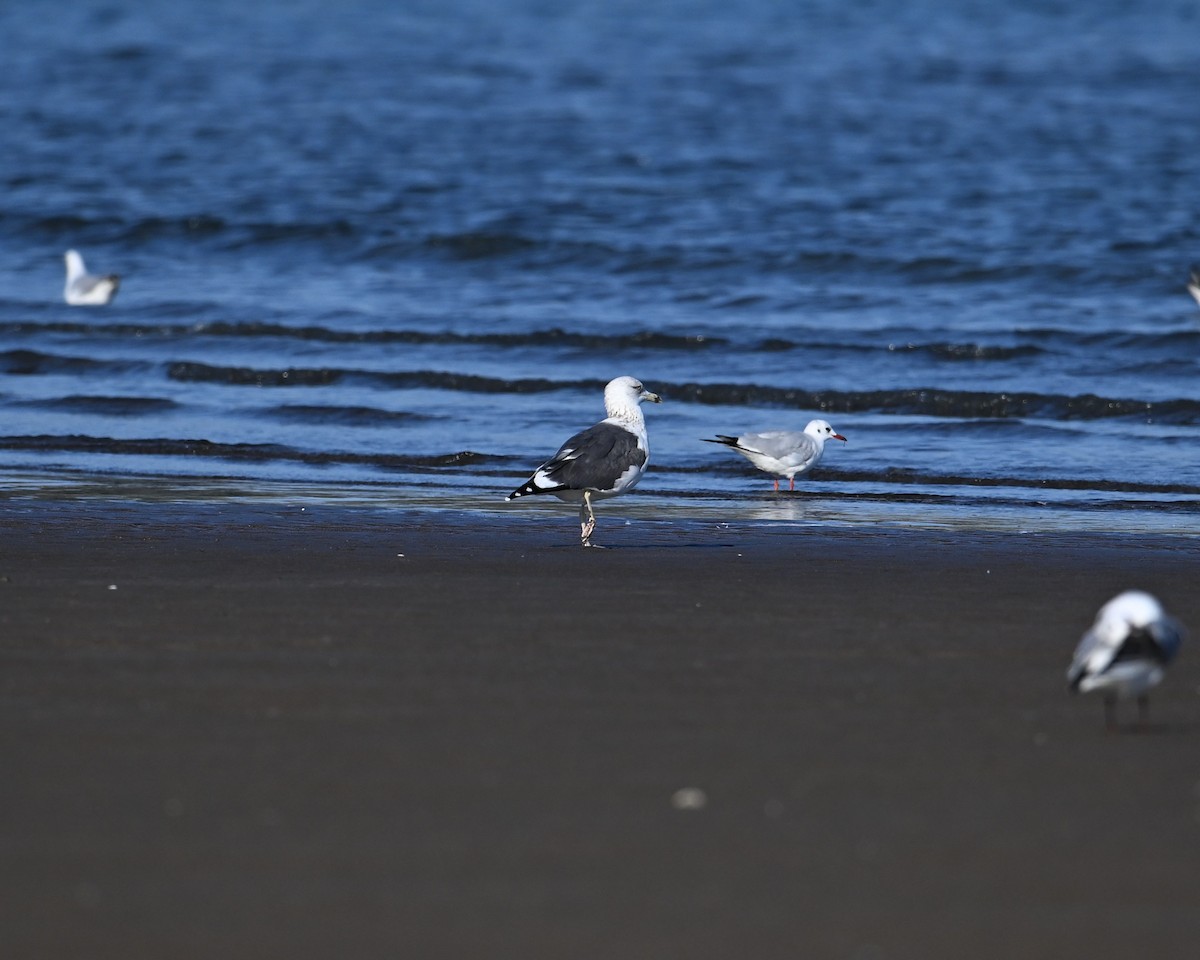 Kara Sırtlı Martı (heuglini) - ML650587745