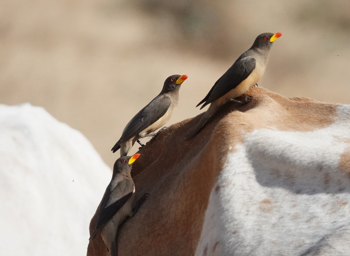 Yellow-billed Oxpecker - ML650587797