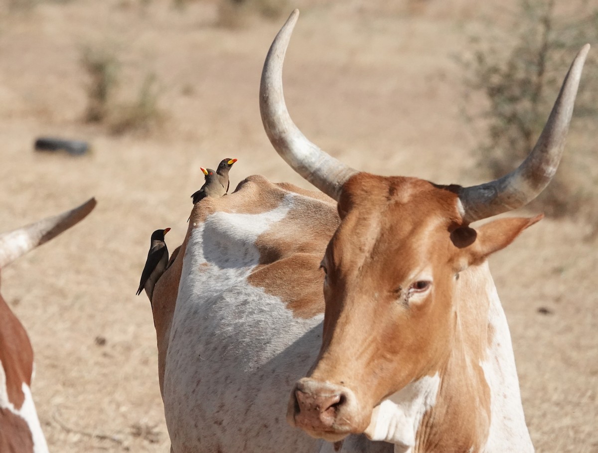 Yellow-billed Oxpecker - ML650587807