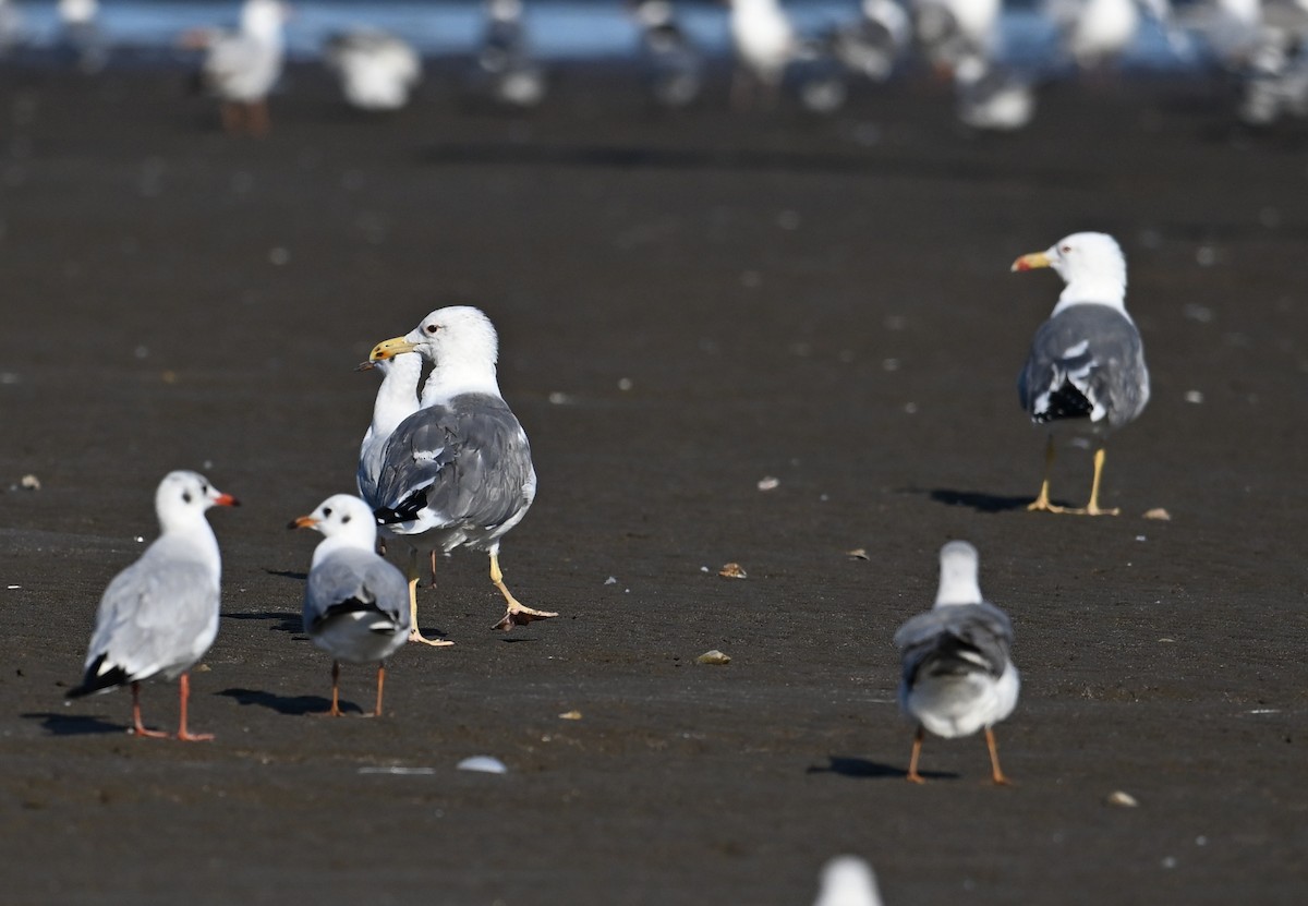 Kara Sırtlı Martı (barabensis) - ML650587809