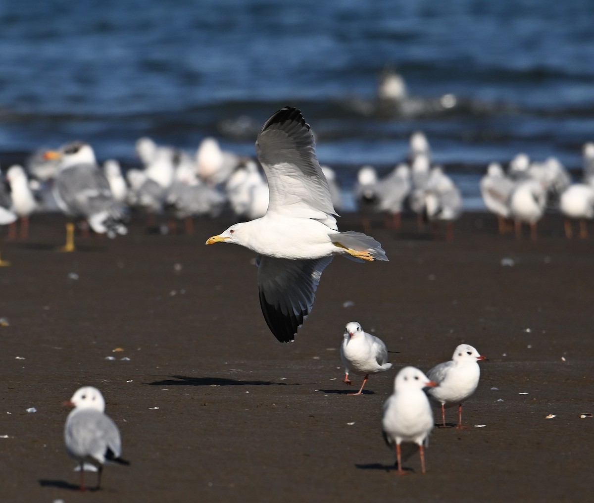 Kara Sırtlı Martı (barabensis) - ML650587810