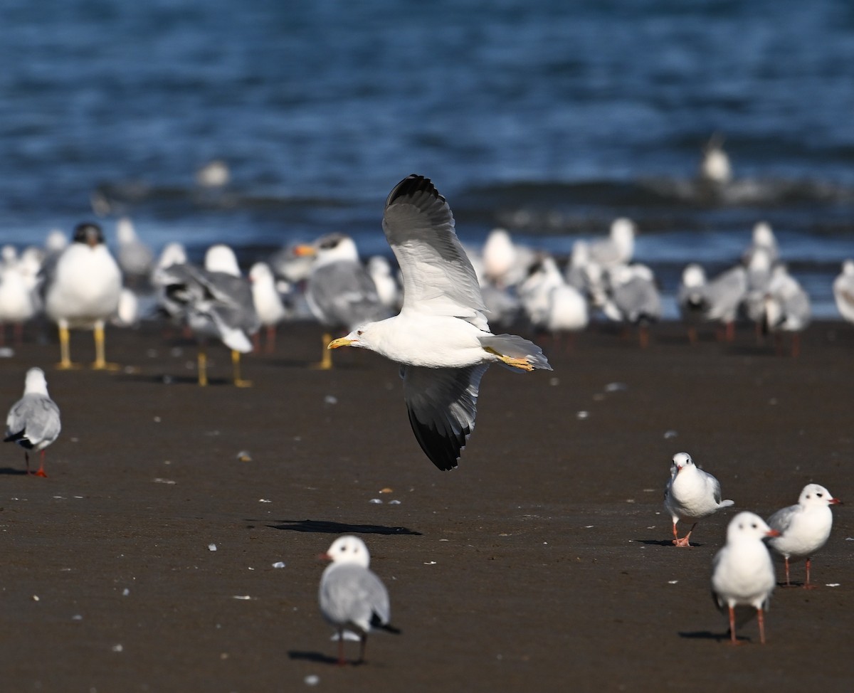 Kara Sırtlı Martı (barabensis) - ML650587811