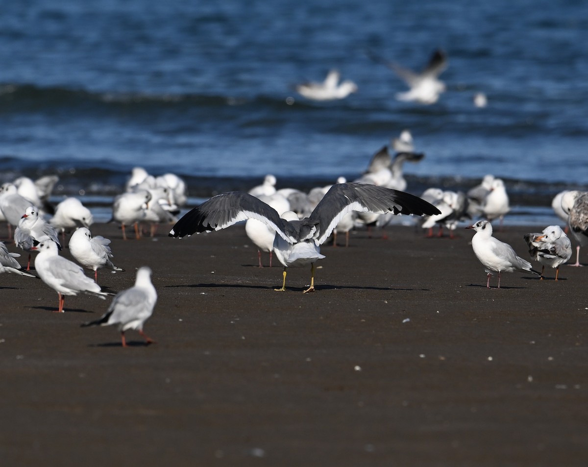 Kara Sırtlı Martı (barabensis) - ML650587812