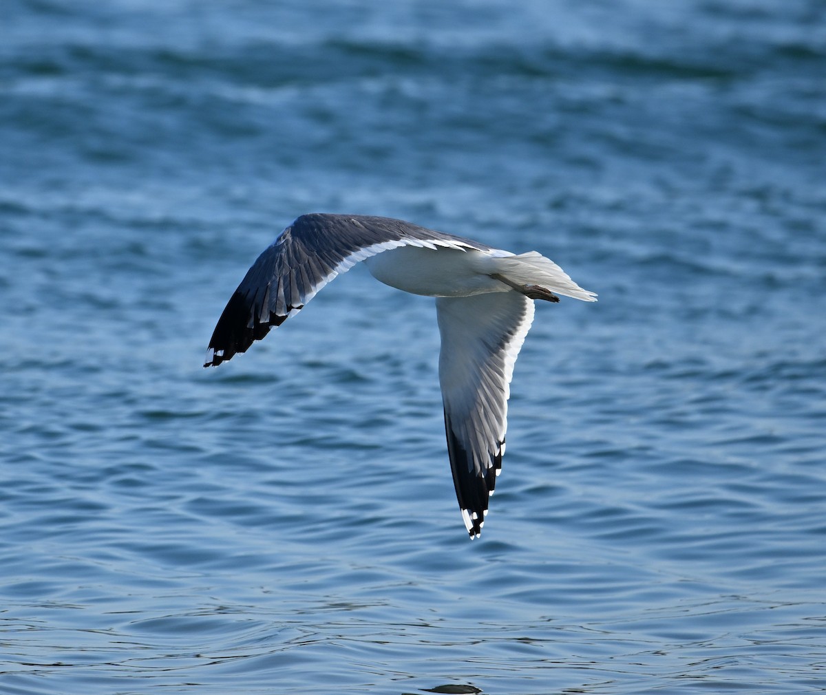 Kara Sırtlı Martı (barabensis) - ML650587814