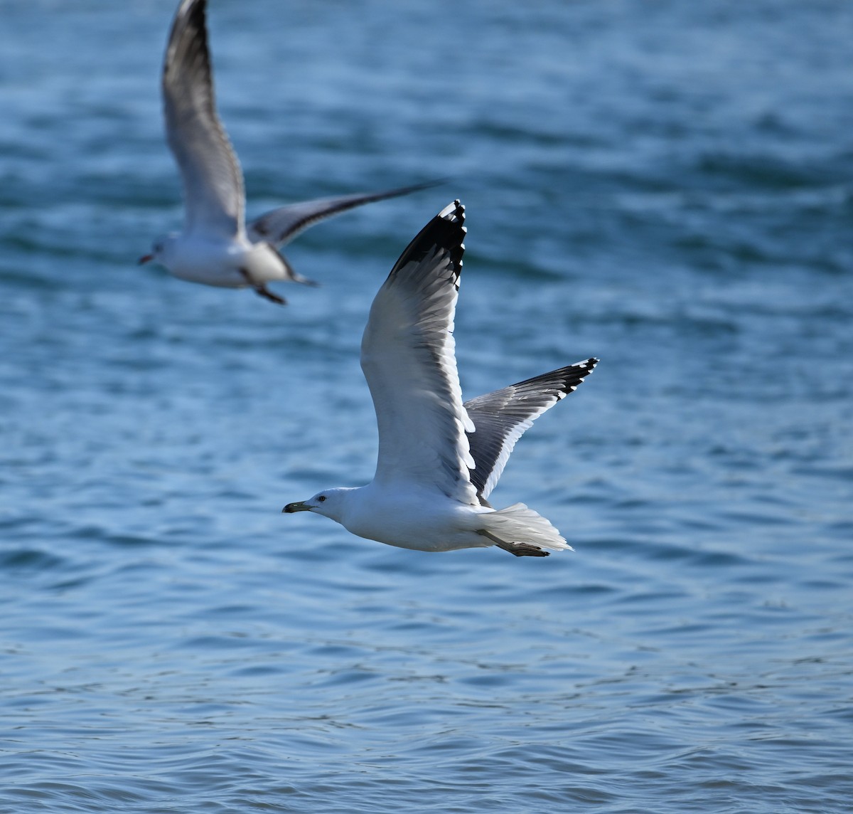 Kara Sırtlı Martı (barabensis) - ML650587815