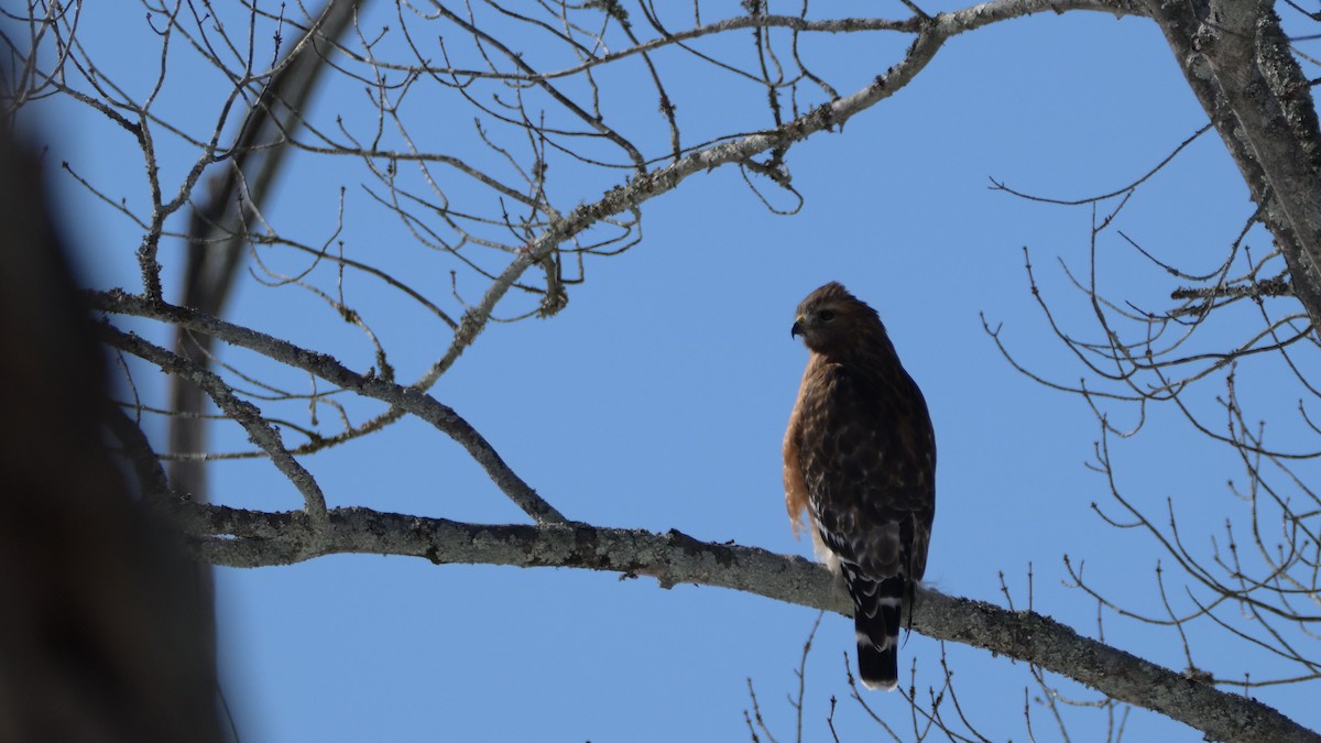 Busardo Pechirrojo - ML650588034