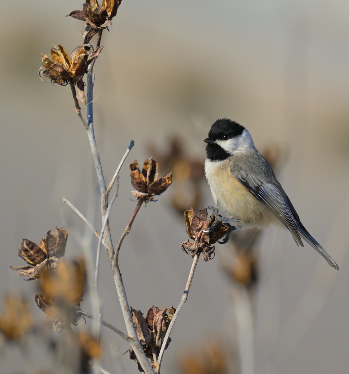 Carbonero de Carolina - ML650588052