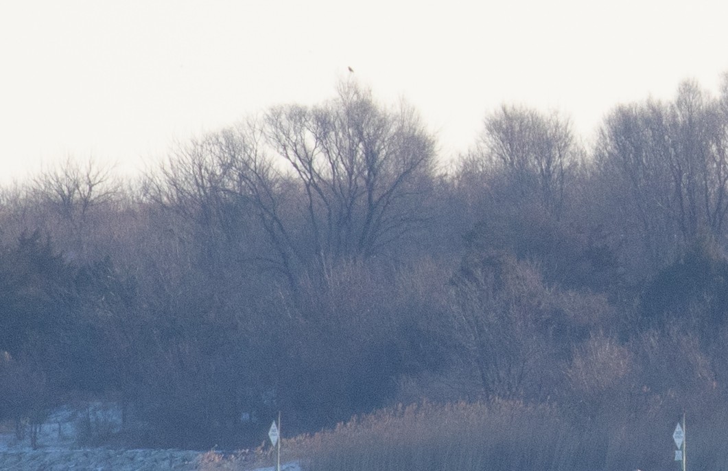 fjellvåk - ML650588243