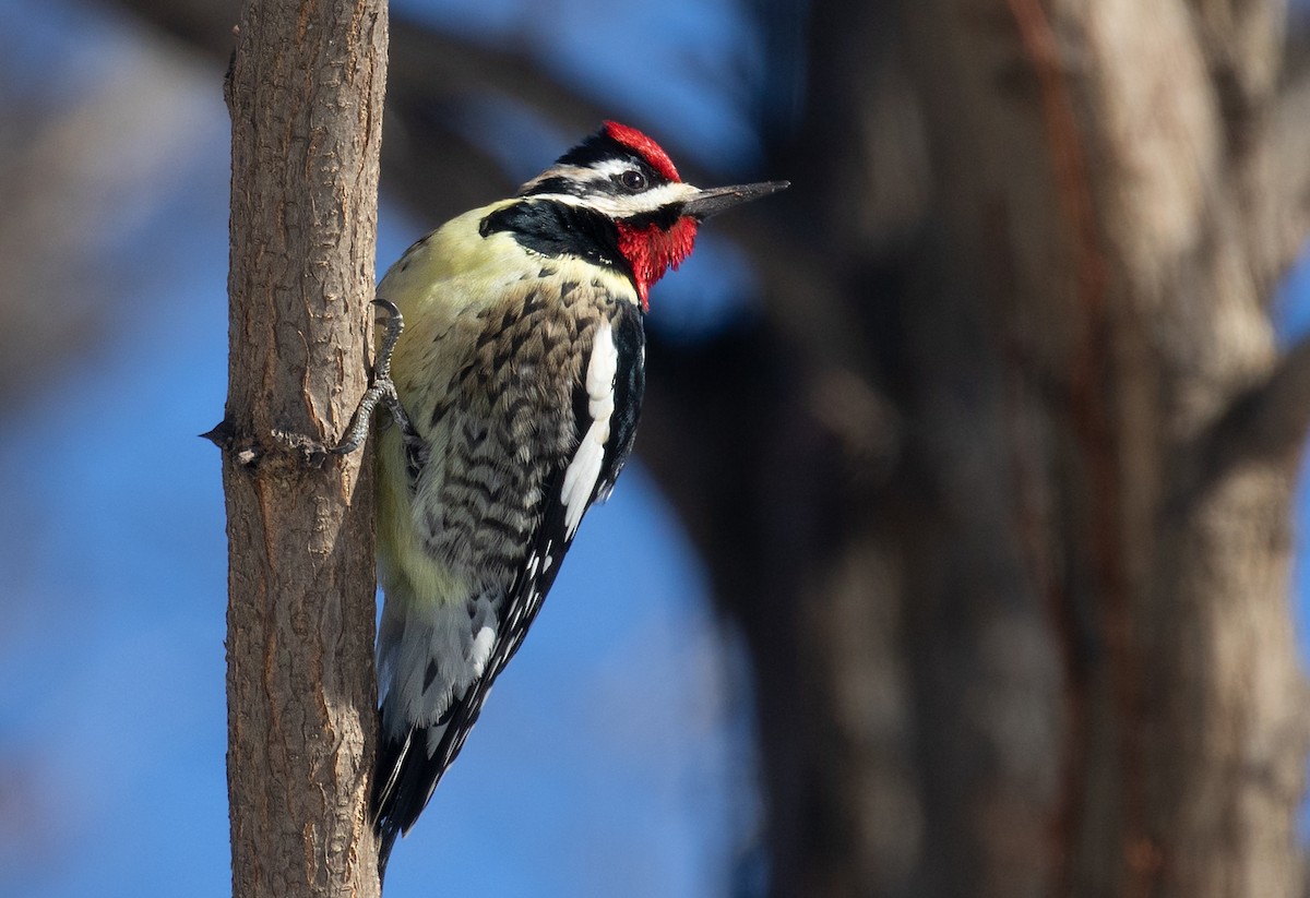 kanadasevjespett - ML650588263