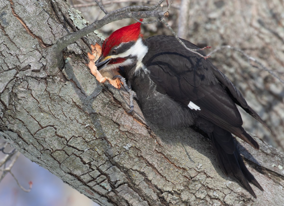 hvitbrynsvartspett - ML650588280