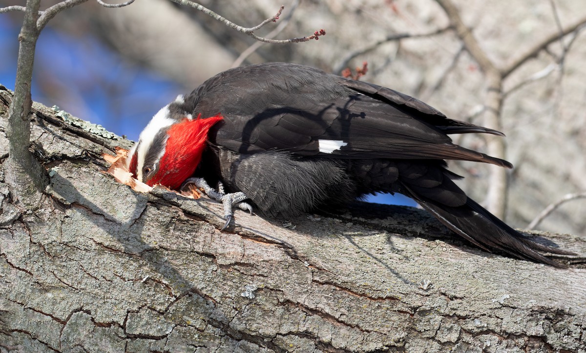 hvitbrynsvartspett - ML650588281