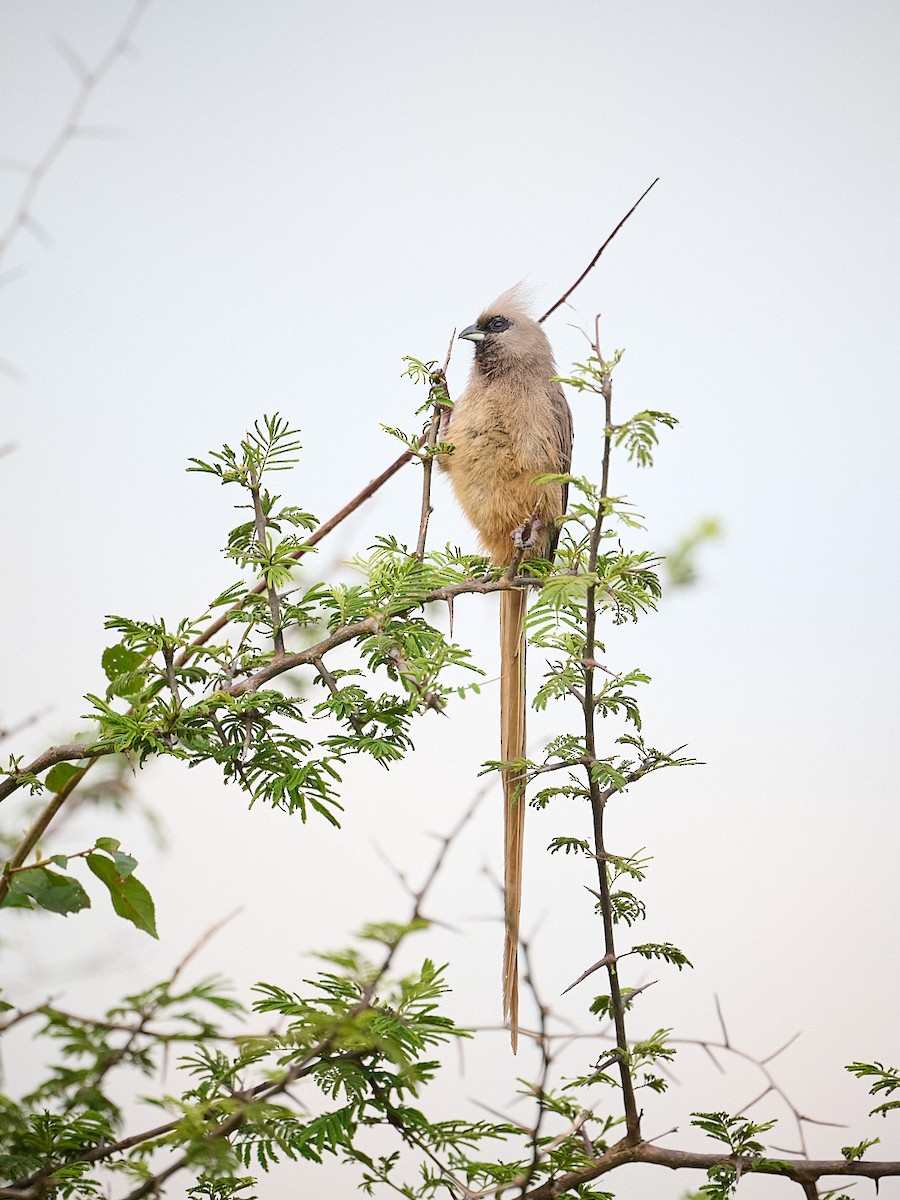Бурокрылая птица-мышь - ML650588384