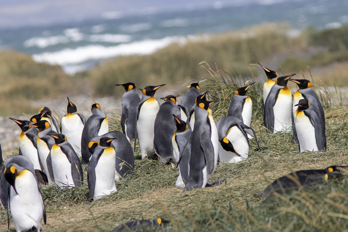 Королевский пингвин - ML650588546