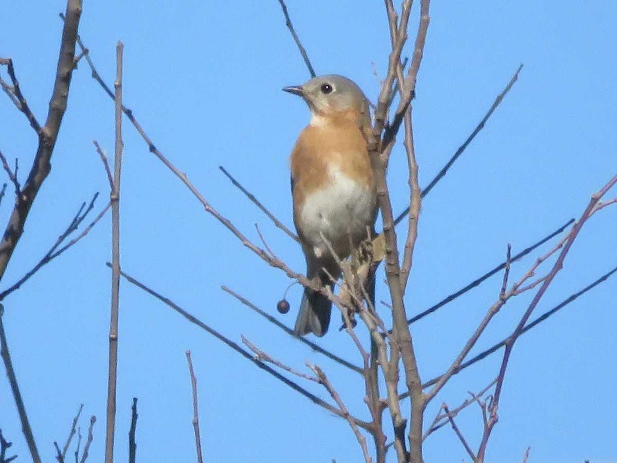 Eastern Bluebird - ML650588572