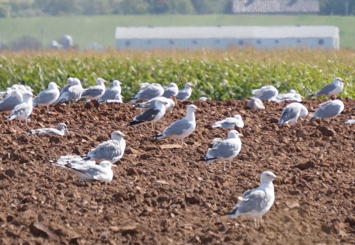 Kara Sırtlı Martı - ML650588667