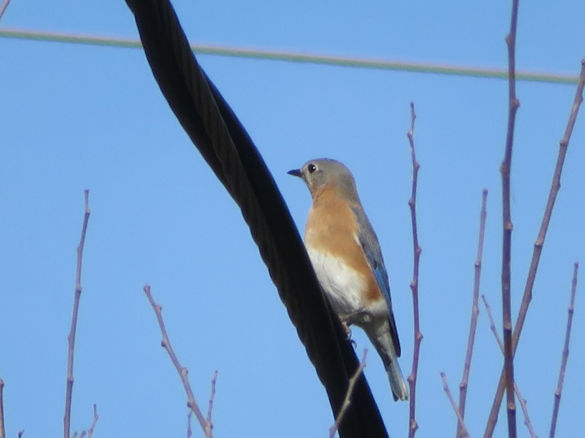 Eastern Bluebird - ML650588681