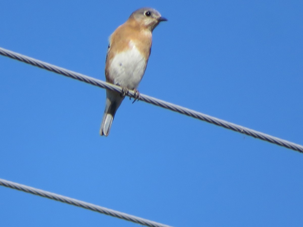 Eastern Bluebird - ML650588716