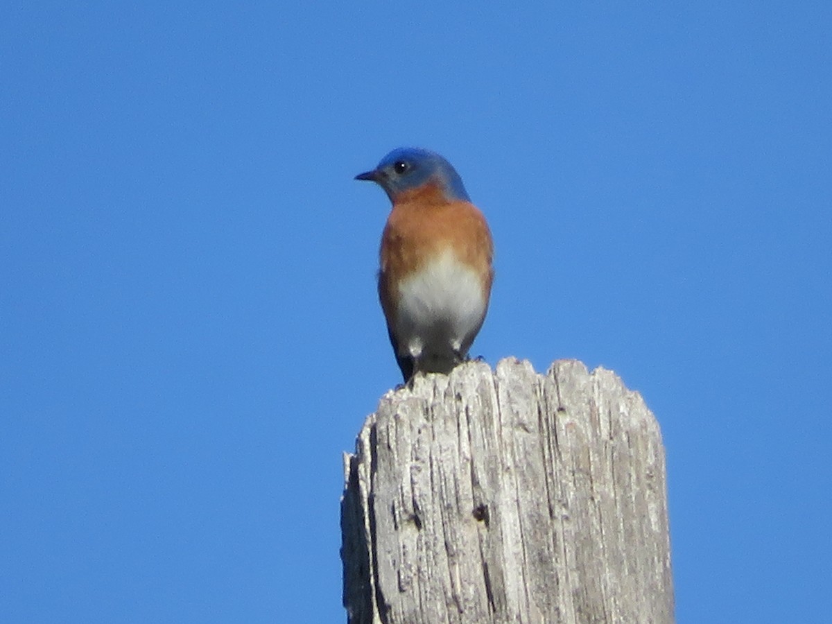 Eastern Bluebird - ML650588759