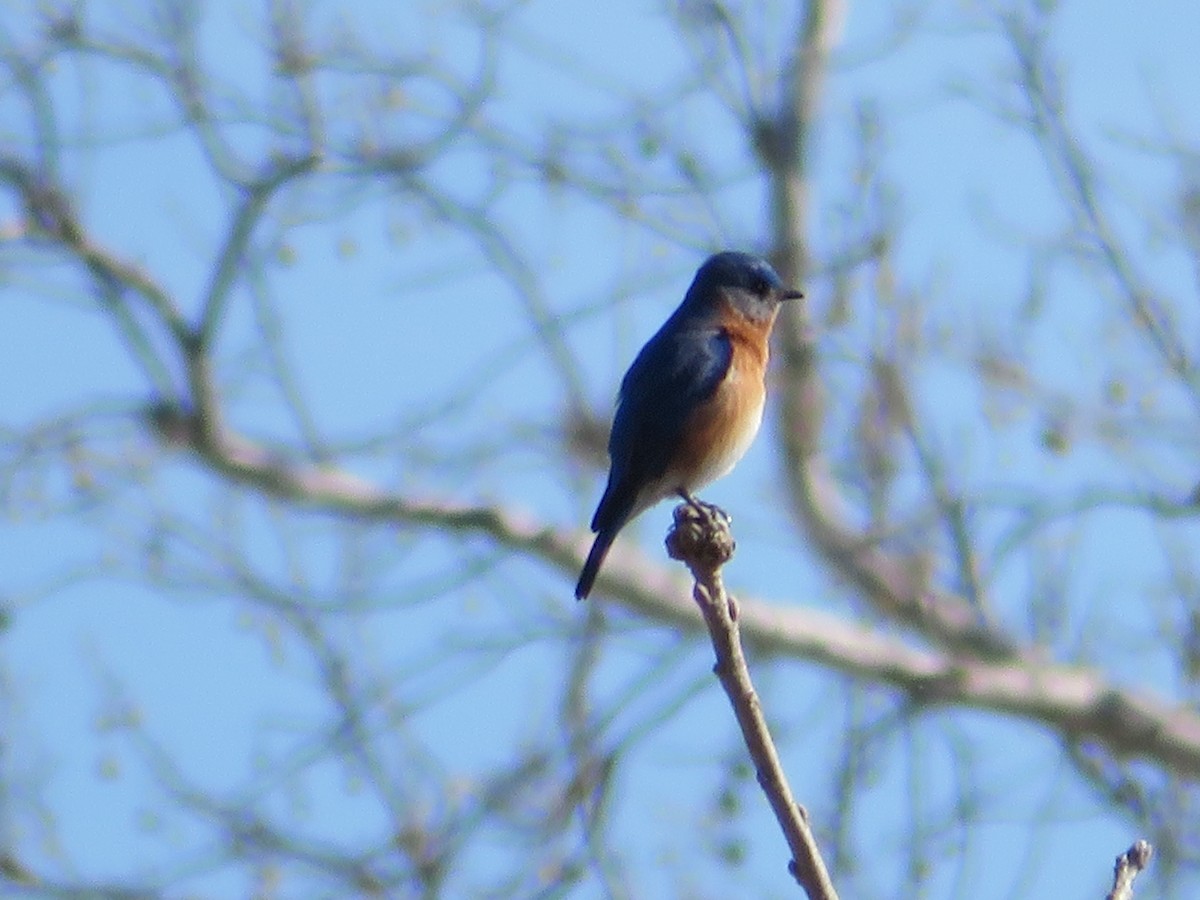 Eastern Bluebird - ML650588900