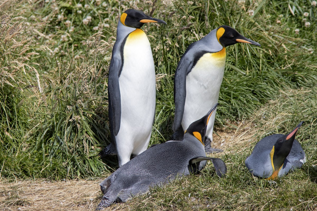 Королевский пингвин - ML650589037