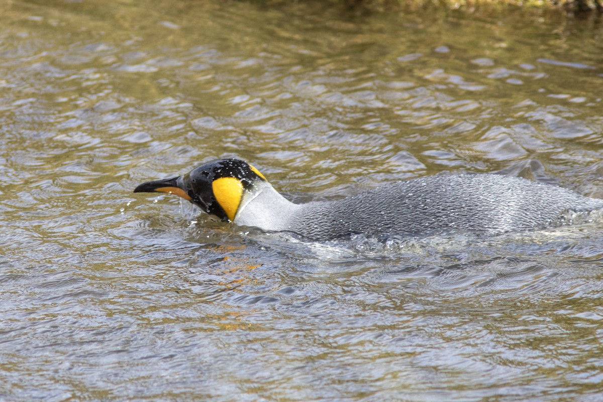 Королевский пингвин - ML650589107