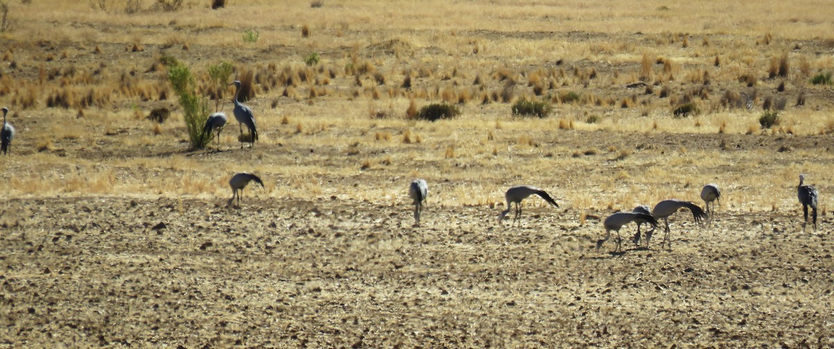 Blue Crane - ML650589116